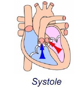 Serce Czynność serca objawia się zgodnymi i na przemian występującymi skurczami (systole) i rozkurczami (diastole)przedsionków i komór.
