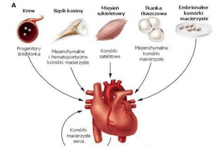 Biologiczna