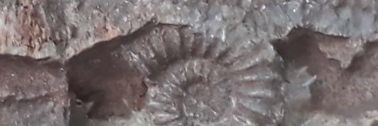 226 Sesja terenowa (od góry ods oni cia w dó ) konodonty by y znalezione tylko w warstwach 38-48 i obejmuj poziomy górny rhomboidea dolny marginifera.