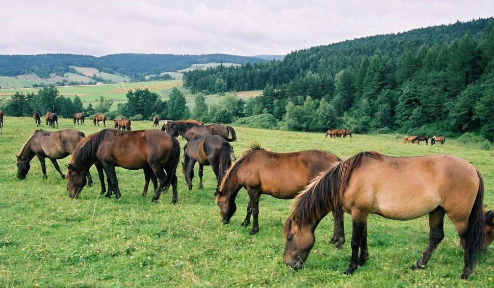 Zadanie 33. Zgodnie z przepisami UE w sprawie przewozu koni zabrania się transportu klaczy źrebnych w okresie 2 ostatnich miesięcy ciąży oraz do 2 tygodni po porodzie.