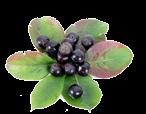 ARONIA Dawka:,6 l/ha Optymalne terminy stosowania: Środek stosować 1-3 razy w ciągu sezonu wegetacyjnego od fazy rozwiniętego pierwszego liścia do fazy, gdy wytworzonych jest 5% owoców.