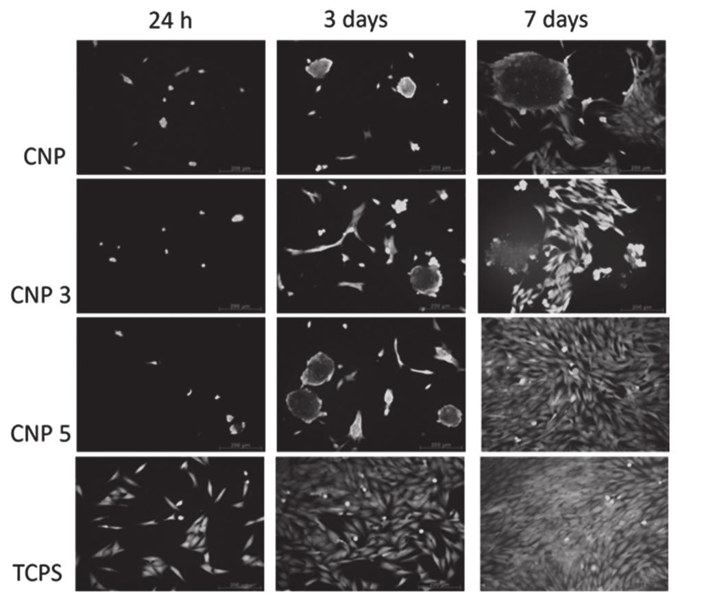 6 a) b) FIG. 5. ph of PBS in contact with glass samples as a function of time: a) NBP type glasses; b) CNP type glasses. FIG. 6. Viability of MG-63 cells measured by resazurin reduction test.