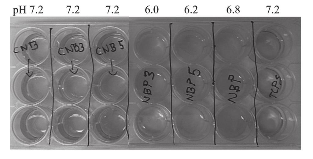 a) b) 5 FIG. 3. Weight loss of glass samples as a function of time: a) NBP type glasses; b) CNP type glasses. Degradation FIG. 3 shows weight loss results of NBP (FIG. 3a) and CNP (FIG.