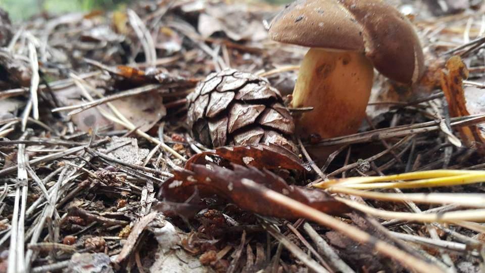 S T R. 6 Wyniki konkursu fotograficznego W listopadzie Żuławska Lokalna Grupa Działania ogłosiła konkurs fotograficzny: Żuławy i Mierzeja warto to zobaczyć (edycja jesienna).