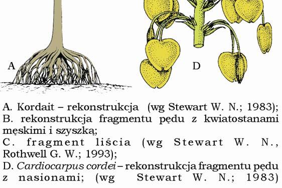 Inna, nowsza rekonstrukcja przedstawia kordaity jako niskie drzewa o 5 m wysokości, z charakterystycznym systemem korzeniowym, przypominającym podporowe korzenie współczesnych mangrowców.