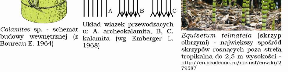 przebieg wiązek był prostolinijny).