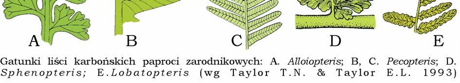 25 gatunków (w Polsce 10 gatunków).