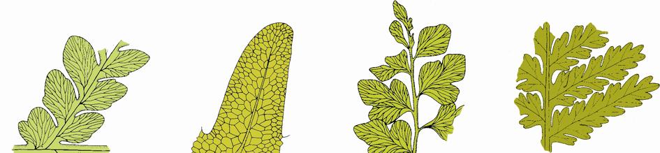 nagozalążkowych. Zalążki Pteridospermopsida znajdowały się na wierzchołku, brzegach lub na powierzchni listków.