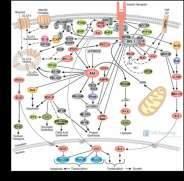 Oddziaływanie hormonów na komórki hormon błona komórkowa receptor przekaźniki II-rzędu ATP białka efektorowe