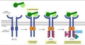 RECEPTORY rodzaje 1. Metabotropowe - sprzężone z białkiem G 2. Związane z kinazą tyrozynową lub serynowotreoninową mogą być sprzężone z białkiem Ras 3. Wewnątrzkomórkowe 2.