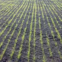 Biathlon 4D 50 g/ha + Dash 0,5 l/ha Wczesny = optymalny termin