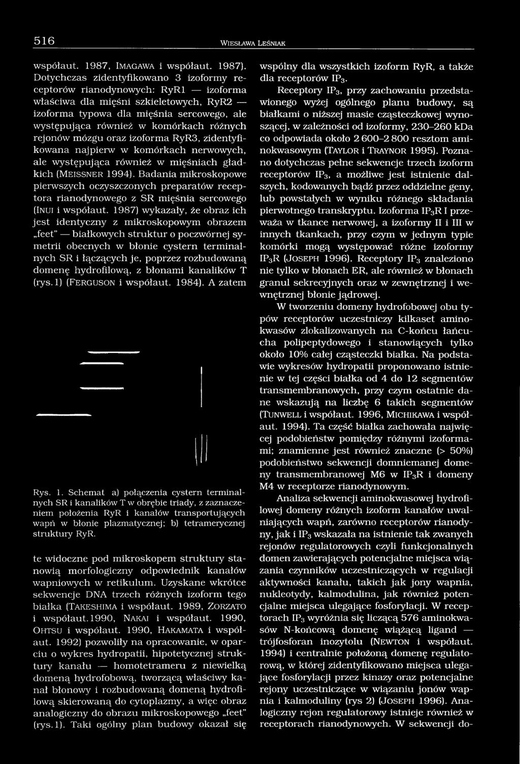 różnych rejonów mózgu oraz izoforma RyR3, zidentyfikowana najpierw w komórkach nerwowych, ale występująca również w mięśniach gładkich ( M e is s n e r 1994).