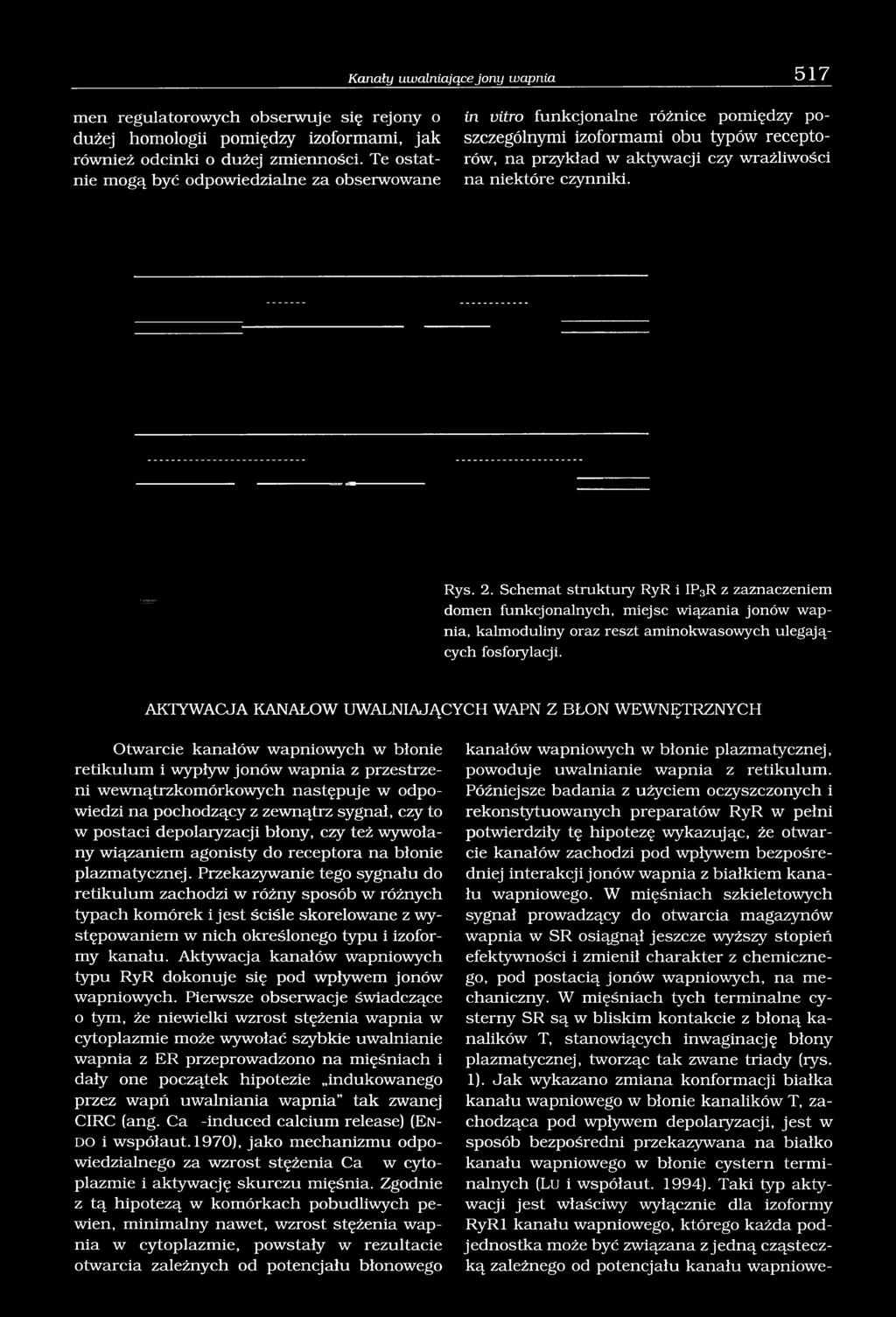 Rys. 2. Schemat struktury RyR i IP3R z zaznaczeniem domen funkcjonalnych, miejsc wiązania jonów wapnia, kalmoduliny oraz reszt aminokwasowych ulegających fosforylacji.