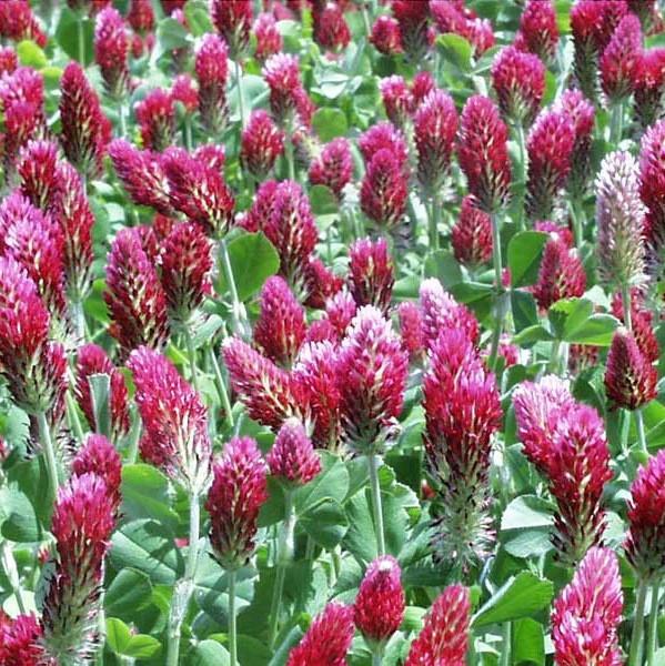 Zadanie 1. Który rysunek przedstawia koniczynę łąkową (Trifolium pratense L.)?