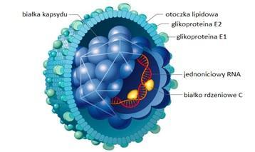 CHARAKTERYSTYKA WIRUSA HCV Glikoproteina 1 otoczki Glikoproteina 2 otoczki Lipid otoczki RNA genomu Białka kapsydu Rodzina: Flaviviridae Wirus otoczkowy,