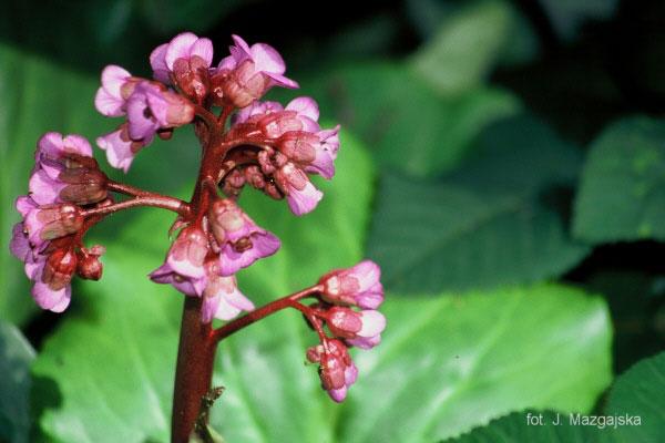 43. Bergenia mieszańcowa sp.