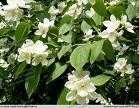 25. Jaśminowiec wonny sp. Philadelphus coronarius sp.