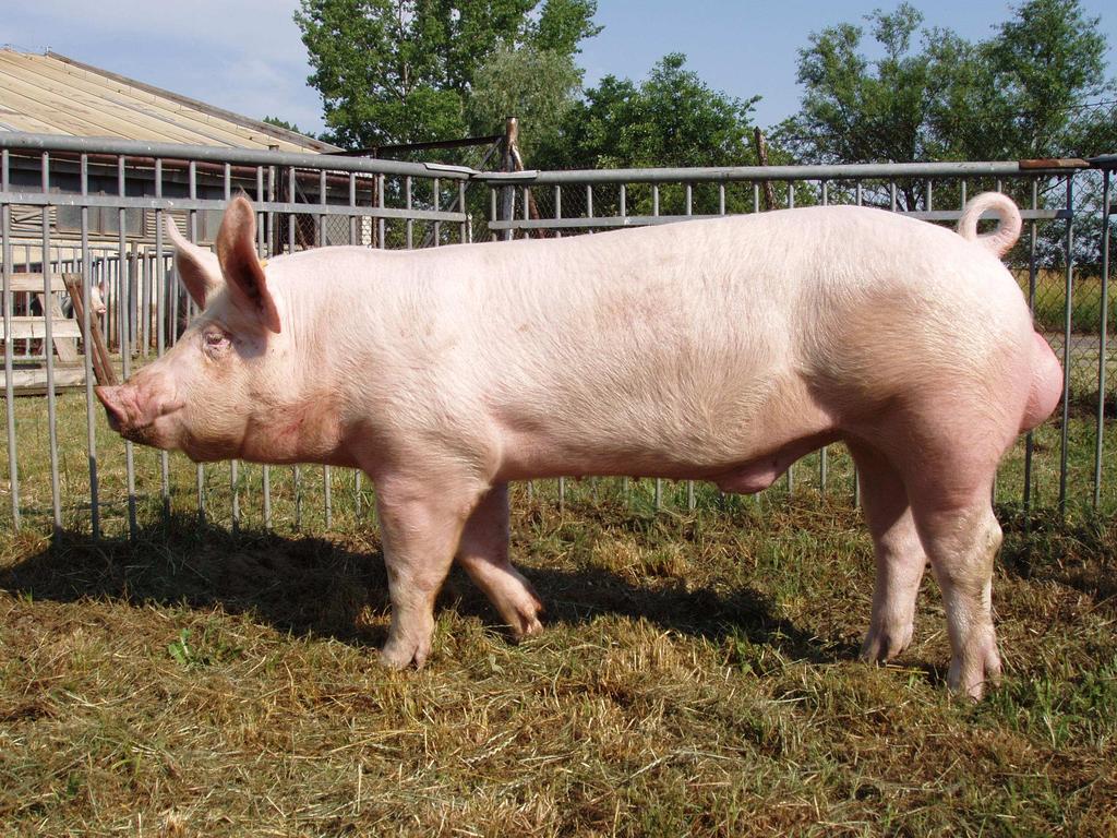 cass composition and pork quality estimated in a commercial production chain. J. Anim. Sci., 83 (2): 324 333. Wood J.D., Brown S.N., Nute G.R., Whittington F.M., Perry A.M., Johnson S.P., Enser M.