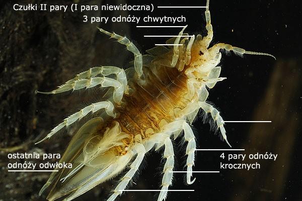 Zadanie 2 (wersja B) Podwój wielki (Saduria entomon) drapieżny morski skorupiak, dochodzący do 8 cm długości.