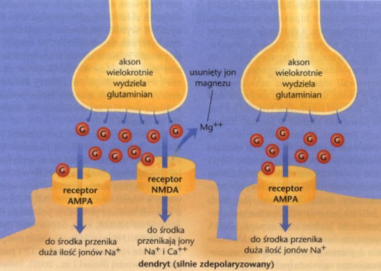 Aspergers datovania nemožnédatovania problémy Anna katmore