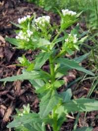 (Thlaspi