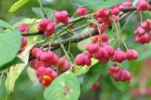 (Euonymus europaea)