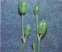 (Iris