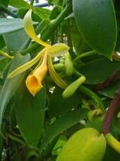 Wanilia płaskolistna (Vanilla planifolia Andrews) torebka wanilii