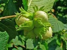 (Corylus