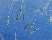 A B C Mniszek lekarski (Taraxacum officinale), A