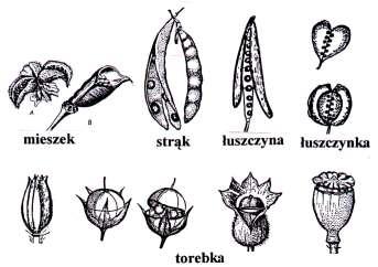 Kryteria klasyfikacji owoców (botaniczne) typ słupkowia z którego powstają owoce słupek pojedynczy (1 krotny) słupkowie zrosłoowocolistkowe (1 słupek ale wielokrotny) słupkowie wolnoowocolistkowe