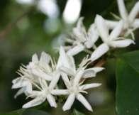 arabskiej (Coffea