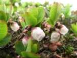 myrtillus) 