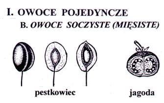 owoce suche