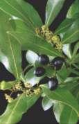(Polygonatum