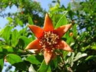 Granat