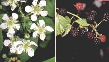 Jeżyna ostrężyna (Rubus