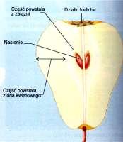 gruszy - owocnia rzekoma