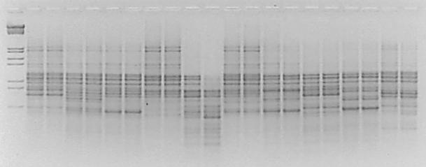 5590 5591 5592 5594 5598 5608 5610 5616 OP L12 [pz- bp ] 2027 1904 1584 1375 947 831 564 Μ 5581 5585 5590 5591 5592 5594 5598 5608 5610 5616 OP W05 Fot.