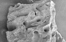 Struktura Geistlich Bio-Oss zdjęcia mikroskopowe Powiększenie 40 Powiększenie 50 Powiększenie 200 Powiększenie