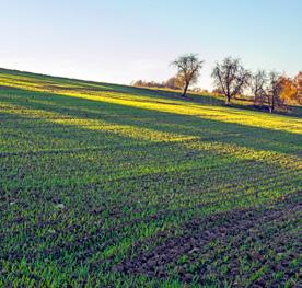 (0,5 l/ha) lub Bukat 500 SC (0,4 l/ha) lub Ambrossio