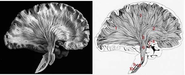 29 Kresomózgowie parzyste włókna istoty białej Włókna projekcyjne (rzutowe): Doprowadzające (dośrodkowe, aferentne): do kory mózgowej wychodzą głównie ze wzgórza Odprowadzające (odśrodkowe,