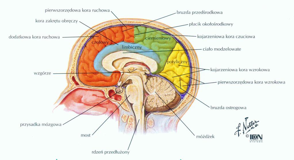 Kresomózgowie parzyste kora mózgu 3 Kora mózgu Zewnętrzna warstwa półkul mózgu, neurony i ich połączenia Grubość: ok.
