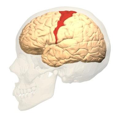 połowy masy całego mózgowia Najmłodsza struktura OUN, dzieli się na płaty Bruzdy szczeliny, w których kora zgina się ku środkowi mózgu, 2/3 pow.