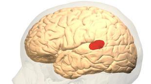 Kresomózgowie parzyste kora mózgu 5 Płat ciemieniowy funkcje