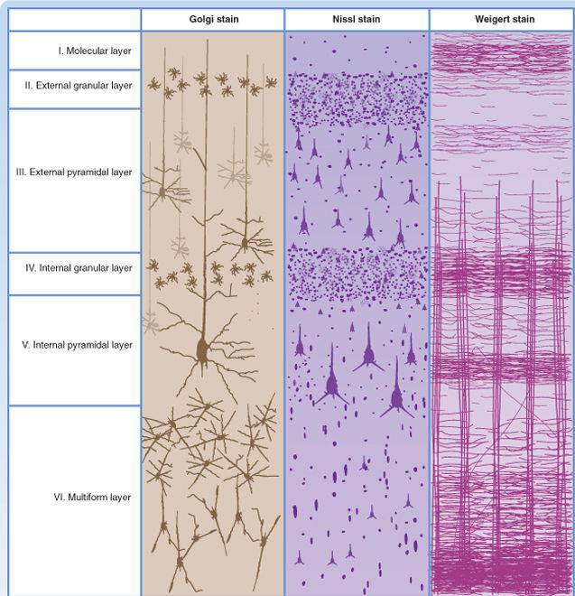 Kresomózgowie parzyste kora mózgu 13 Kora mózgu Komórki kory tworzą warstwy Najbardziej powierzchniowa drobinowa Najgłębiej polimorficzna, warstwa komórek różnokształtnych głównie komórki