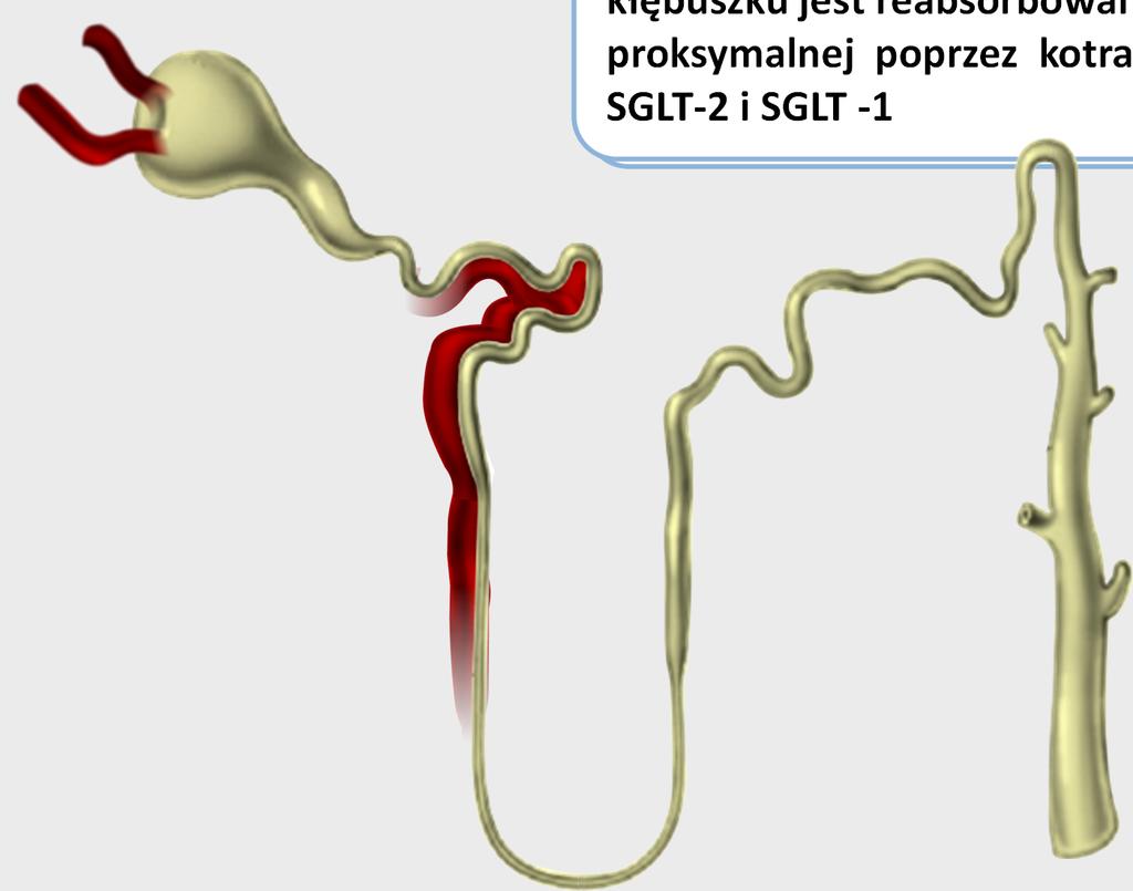 Nerkowa reabsorpcja glukozy Glukoza Praktycznie cała pula glukozy filtrowanej w kłębuszku U osób zdrowych jest reabsorbowana