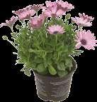 Pelargonium peltatum Opak.: 0 szt.
