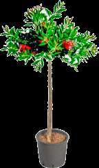 carica Wys.: 60-80 cm.