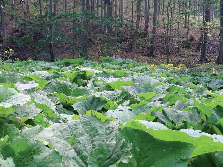 Wstępne badania nad zróżnicowaniem zbiorowisk ziołoroślowych na terenie Śnieżnika Kłodzkiego... 65 Fot. 3.